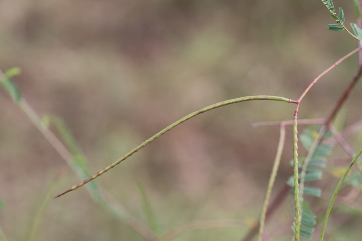 Sesbania bispinosa (Jacq.) W.Wight (Schreb.) Pers.